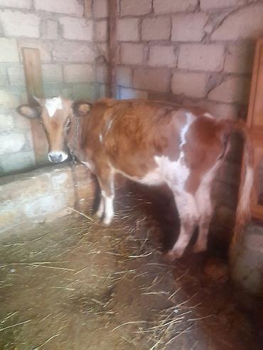 semental dana: Inek satlir bogazdi 3 ayliq altinda 5 ayliq erkek cersy balasi var — 3