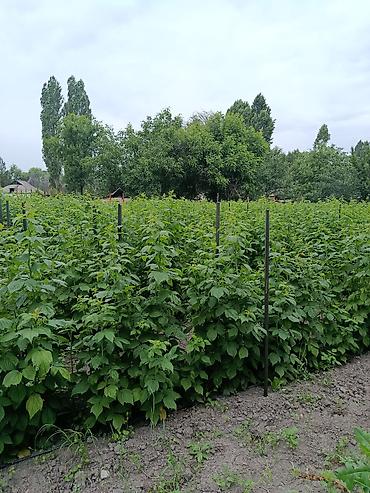 фрукти: Продаю саженцы малины сорт полька,свет розовый не бордовый цена по30 — 2