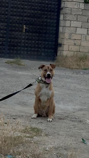 pitbull balaları: Pitbul, 8 ay, Erkək, Ünvandan götürmə — 2