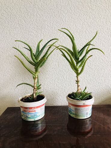 Другие комнатные растения: Продаю АЛОЭ 
Один горшок -250 с 

Находимся в г. Кара-Балта