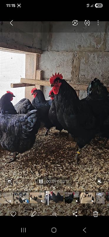 Куры, петухи: Продаю | Куры | Для разведения — 9
