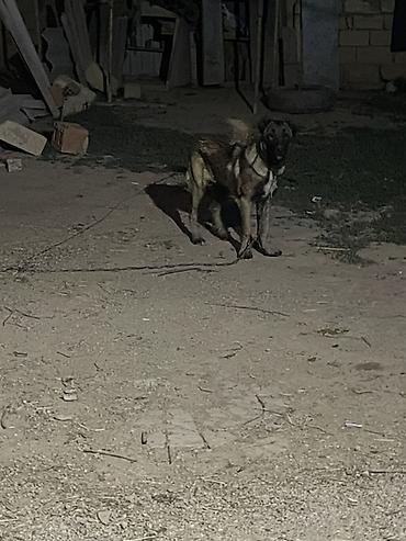 zvanok iti satilir: Kanqal, 5 ay, Dişi — 4