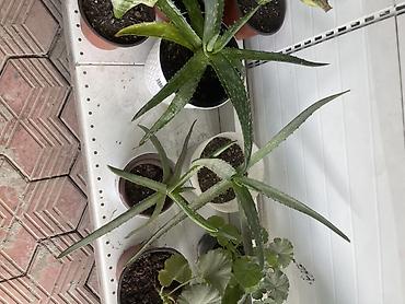 алоэ вера: Алоэ (Aloe vera) в горшке - Вид: суккулент с мясистыми мечевидными — 3
