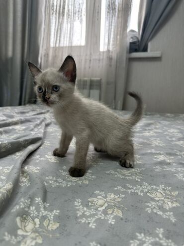 показы 1 354 72 договорная кошка даром британская короткошёрстная 1 год мальчик метис 2 позвонить написать: Котенок с светло-серой шерстью, темной мордочкой, ушками и лапками, а