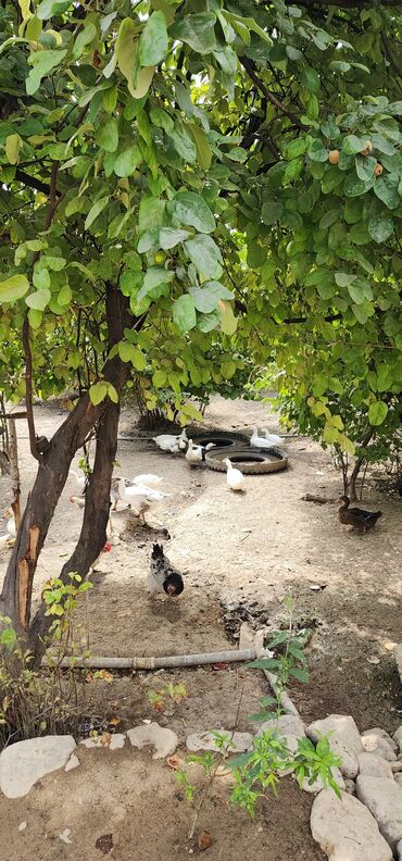 Tulumlar: Erkək, Damazlıq, Ünvandan götürmə, Pulsuz çatdırılma, Rayonlara çatdırılma