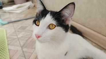 кошки токмок: Кошка даром: Беспородная, Мальчик — 3