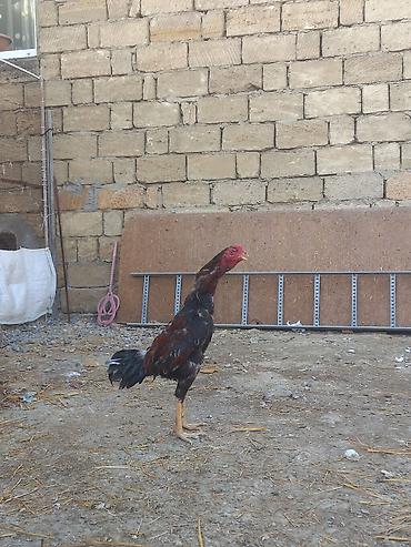labrador satilir: 1 illikdi turk cinsidi. satmaqda sebeb tek qalib. fereler kurt yatib — 1
