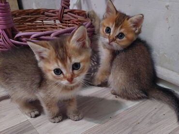 Pişiklər: Qızıl şinşilla, Dişi, Ünvandan götürmə — 10