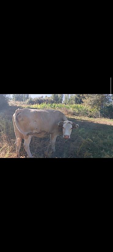 ат бишкек: Сатам | Уй (ургаачы), Кунаажын, Музоо | Алатоолук, Симментал | Бордоп семиртүү үчүн, Союуга, Көбөйтүү үчүн — 1