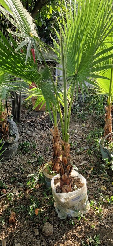 Ağaclar: Vaşınqton palma ağacları satılır qiymətlər palmaya görə dəyişir 10 -da lalafo.az — 6 Ağaclar: Vaşınqton palma ağacları satılır qiymətlər palmaya görə dəyişir 10 — 6