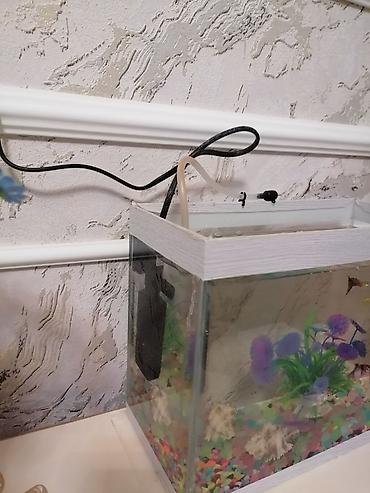akvarium aksesuarlari: Dördbucaq akvarium, 6 l, Ünvandan götürmə — 2