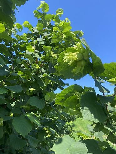 bıldırcın eti satışı: Fındıq ağacları – məhsuldar sort - Bitki: Fındıq (Corylus avellana) - — 1