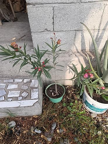 комтер: Олеандр (Nerium oleander) в горшках - Кустовые саженцы разной высоты — 2