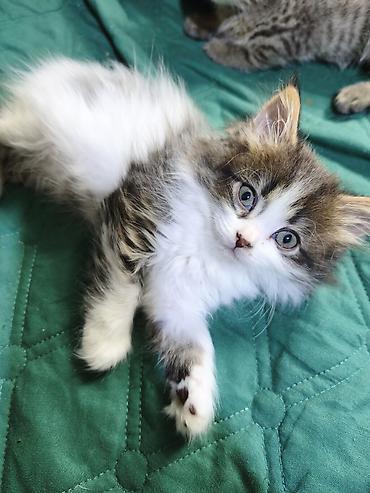 Отдам даром кошку: Кошка даром: Беспородная, Девочка — 6