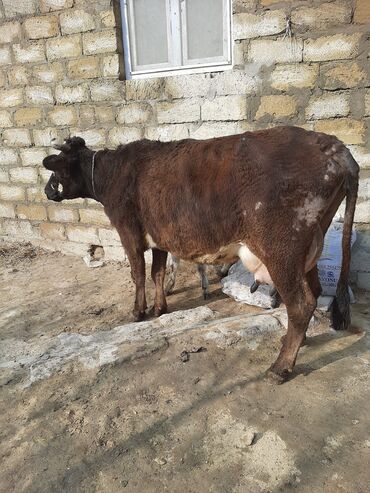 simmental ineklerin satisi: 15litir sud verir 4cu qarni disi balasi var 20gundu dogub