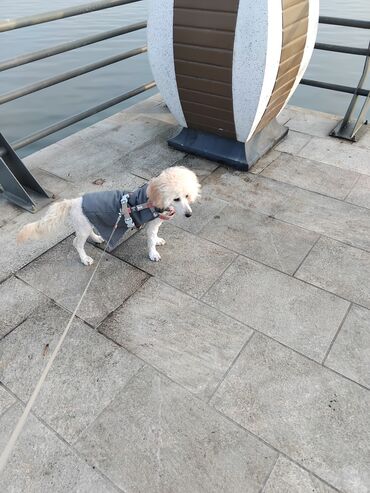 İtlər: Pudel — 38