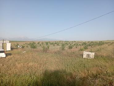 Другие товары для дома и сада: Продаю сад черешня 350шт. персик поздний 60 шт. территория 1,26га — 6