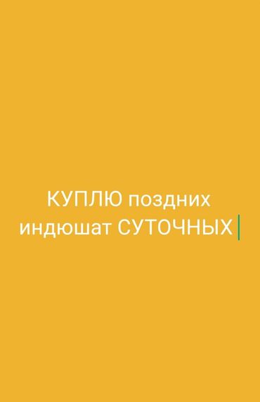 отпугиватель птиц: Куплю поздних индюшат в большом количестве по 120