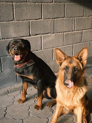 Продажа собак: 🐕 ДРЕССИРОВКА СОБАК | ПЕРЕДЕРЖКА + ОБУЧЕНИЕ 🐾 Опыт работы с собаками — 26