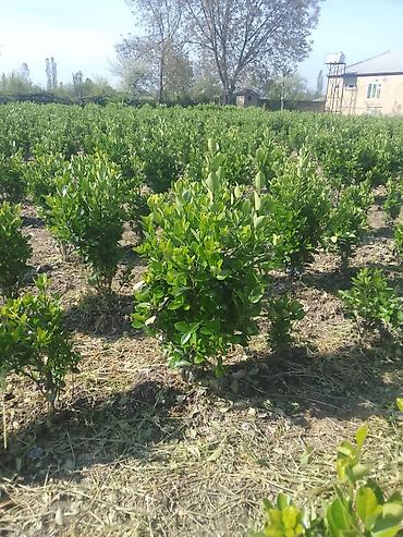 Çöl bitkiləri: Landşaft üçün dekorativ həmişəyaşıl kollar - Thuja (piramidal — 3