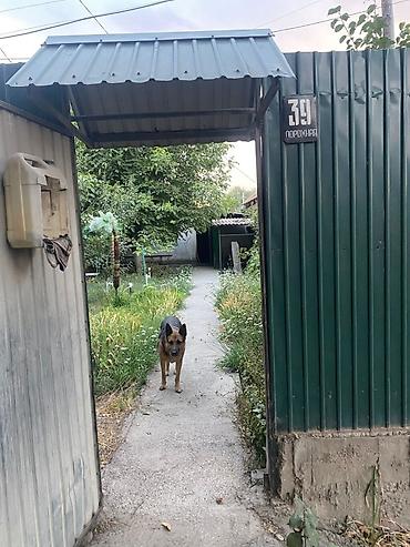 Продажа коттеджей и домов: Продается дом 7,7 соток 53 кв.м + времянка + гараж + баня Центральная — 8