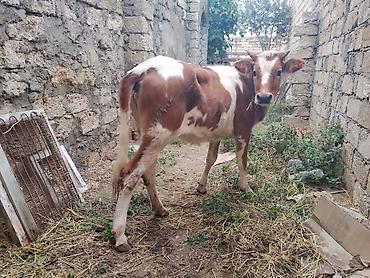 satdiq itler: 8 aylıq dişi dana satılır bordağa bağlamaqa yarıyır heç bir problemi — 4