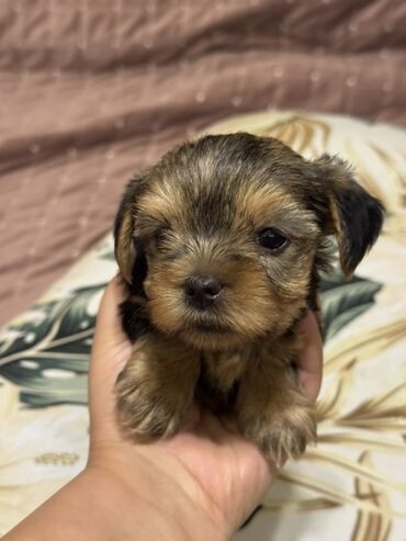 сколько стоят маленькие собаки: Yorkşir teryer, 1 ay