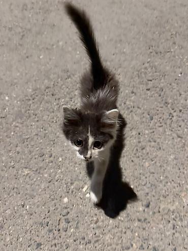 Мышыктар: Котёнок серо-белого окраса. Пушистая шерсть, белая мордочка с серой — 2