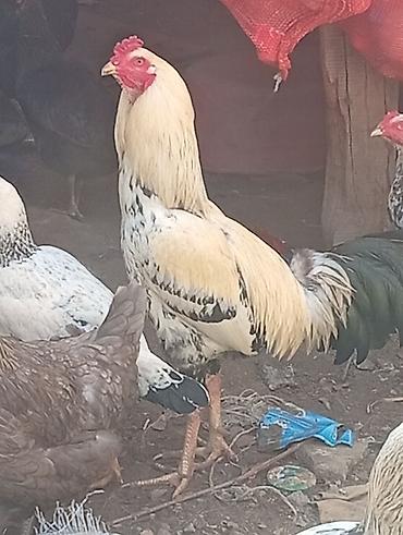 bit daragi harada satilir: Satılır: heyratı xoruz - Cins tipi: Salam heyratı xoruz, satılır — 1