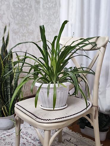 традесканция купить: Традесканция висячая (Tradescantia zebrina) в подвесном горшке + — 8