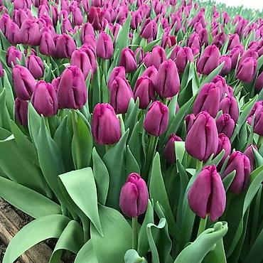 Букеты из живых цветов: Цветы Голландские Тюльпаны Оптом! Тюльпаны вместе с луковицами — 10