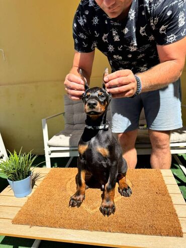 Psi: Doberman stenad. Ostenjeni su 28.06.2025. Spremni su za preuzimanje — 5