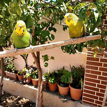 sevgi qusu: 🦜 Erkək və Dişi Cüt Dalğalı Tutuquşuları 🦜 Həyətdə belə uçub — 6