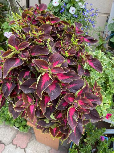 Другие виды семян и саженцев: Колеусы есть в стаканчиках и большие — 9