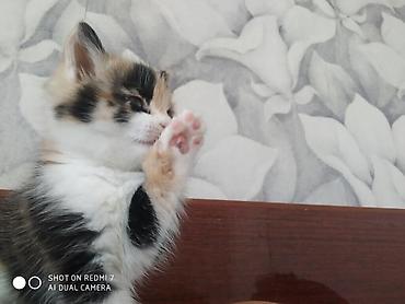 кошки г ош: Отдам в хорошие руки .Много играет,мало кушает. Ещё есть рыжий цвет,и — 5
