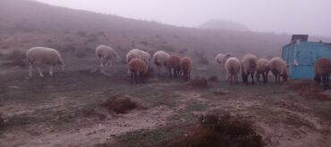Qoyunlar, qoçlar: Ətraflı məlumat üçün yazın — 6