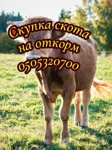 купить лошадь 180 см в холке: Куплю | Коровы, быки, Лошади, кони | Откормленные, На откорм