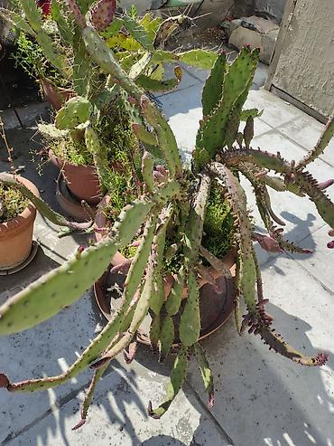 Otaq bitkiləri: Məhsul: Saksi içində müxtəlif kaktuslar - Növlər: Opuntia (nopal — 6