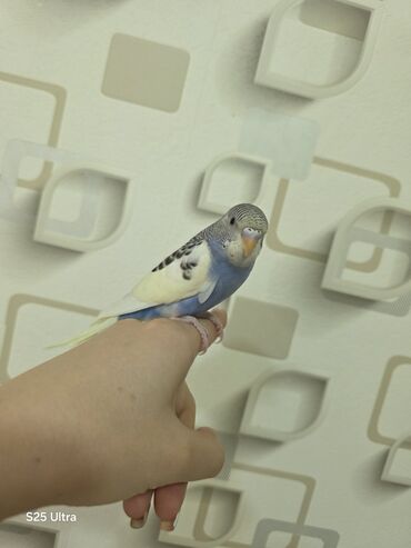 Tutuquşları: Ələ öyrədilmiş dişi bala satılır. Sumqayıt avtovağzalına çatdırılma — 2