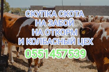 продажа арабских лошадей: Куплю | Коровы, быки, Лошади, кони | Круглосуточно, Любое состояние, Забитый