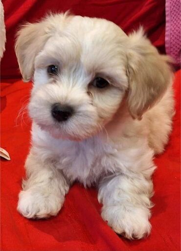 Psi: Na prodaju 5 prelepih dečaka havanskog bišona, stari 3 meseca. Od — 8