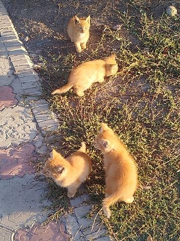 котик шотландский: Кошка даром: Русская голубая, Девочка — 1