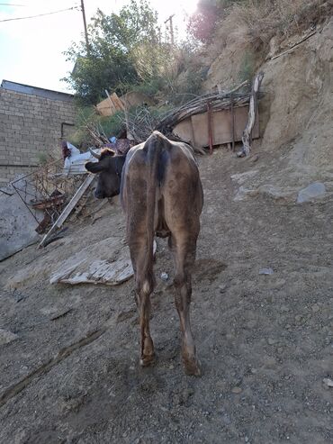 Inəklər, öküzlər: Süd inəyi – qara-ağ rəngli, iri cüssəli, buynuzlu. Şəkillərdə -da lalafo.az — 5 Inəklər, öküzlər: Süd inəyi – qara-ağ rəngli, iri cüssəli, buynuzlu. Şəkillərdə — 5