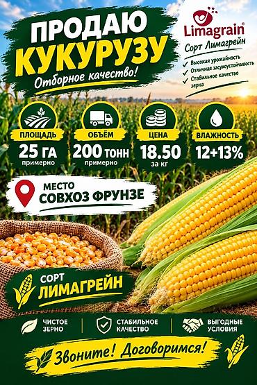 агро вата: Кукуруза сорта Лимагрейн — отборное качество. Характеристики: - — 1
