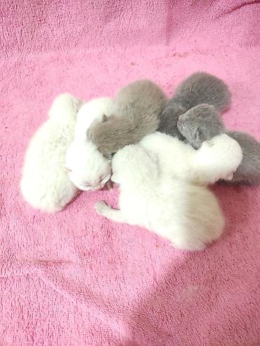 Pişiklər: Britan -da lalafo.az — 1 Pişiklər: Britan — 1