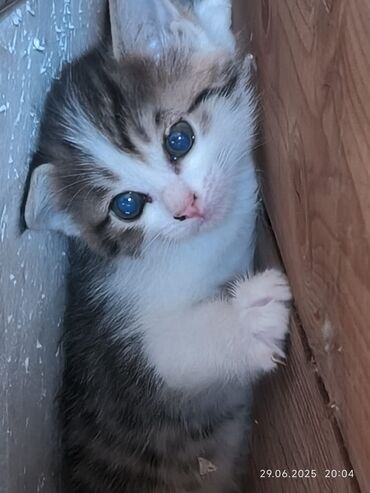 кошка с разными глазами: 1 месяц, Девочка, Приучена к лотку