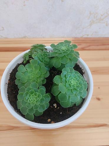 beqoniya: Qapalı güllər – 2 növ dekorativ bitki birgə 1) Aspidistra (Cast Iron — 8