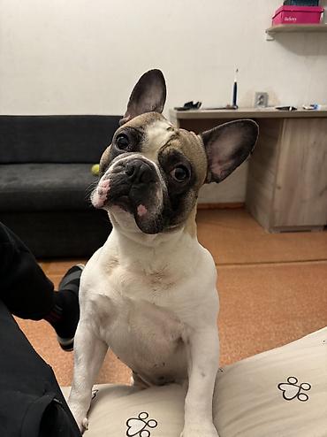 добрый: ИЩЕМ ДОМ ДЛЯ ПРЕКРАСНОГО МАЛЬЧИКА! 🐶❤️ Французский бульдог, кобель, 5 — 1