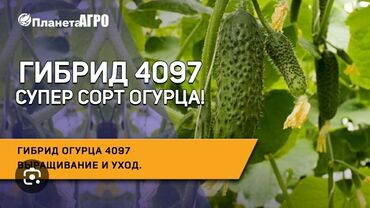 mifa f1: Семена и саженцы Огурцов, Самовывоз, Платная доставка