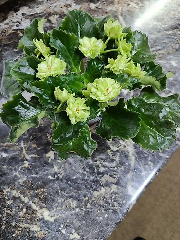 Фиалки и глоксинии: Сортовые фиалки С зелёными цветами по 350 С цветочками по 300с Без — 2